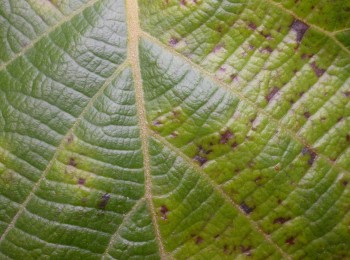 Dark brown angular spot surronded by yellow haloes on Actinidia leaves affected by Pseudomonas syringae pv. actinidiae