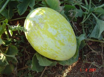 Aree decolorate su melone gialletto causate da Melon necrotic spot virus (MNSV)